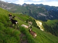 Geiten