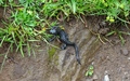 Alpenlandsalamander