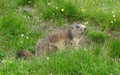 Marmot