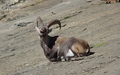 Steenbok