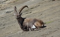 Steenbok