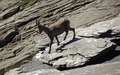 Steenbok
