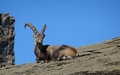 Steenbok