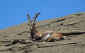 Steenbok