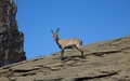 Steenbok