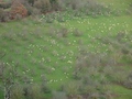 Schapen