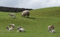 Lammetjes