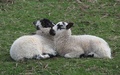 Lammetjes