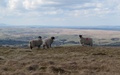 Schapen