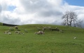 Veel lammetjes
