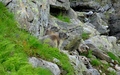 Marmotjes