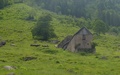 Bachlaui