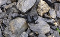 Alpensalamander