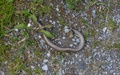 Hazelworm