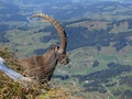 Steenbok