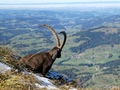 Steenbok