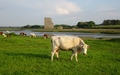 Carrigafoyle Castle