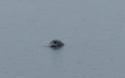 Eén oog boven water