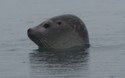 Zeehond in Jökulsárlón