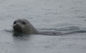 Zeehond in Jökulsárlón