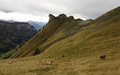 Schaflägerzähne