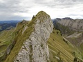 Schaflägerzähne