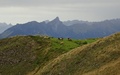 Schapen met Stockhorn