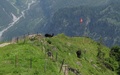 Allmenalp llamas...
