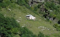 Alpenhut
