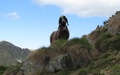 Schaap