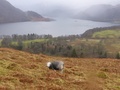 Ullswater met schaap