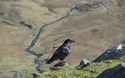 Raaf op Great Rigg