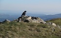 Raaf op Heron Pike