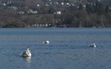 Zwanen op Windermere