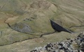 Gebroken dam vanop de flanken van Catstycam
