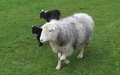 Schaap met lammetjes
