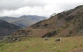 Schapen