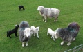 Schapen en lammetjes
