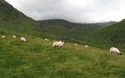 Schapen in Mardale