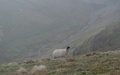 Glenderaterra Valley vanaf Lonscale Fell