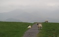 Lammetjes op Latrigg