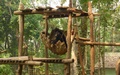 Kuang Si: bear rescue centre