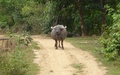 Vang Vieng