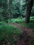 Fläschenwald
