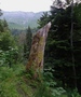 Fläschenwald