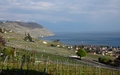 Lavaux
