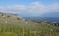 Lavaux