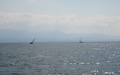 Léman