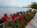 Morges: Fête de la Tulipe