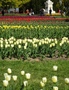 Morges: Fête de la Tulipe